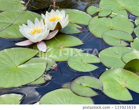 White water lily on the surface of the pond on the water surface in the garden. Floral background White water lily on the surface of the pond on the water surface in the garden. Floral background 115921619