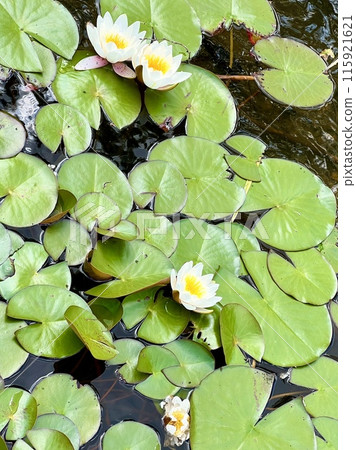 White water lily on the surface of the pond on the water surface in the garden. Floral background 115921621