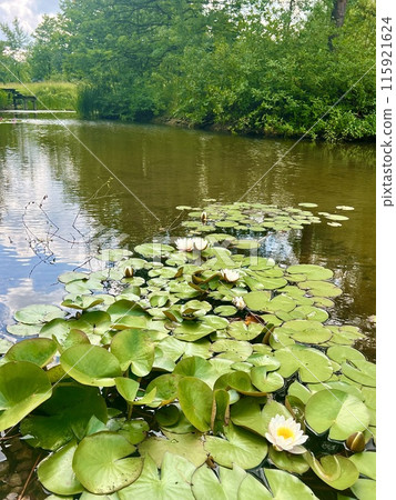 White water lily on the surface of the pond on the water surface in the garden. Floral background White water lily on the surface of the pond on the water surface in the garden. Floral background 115921624