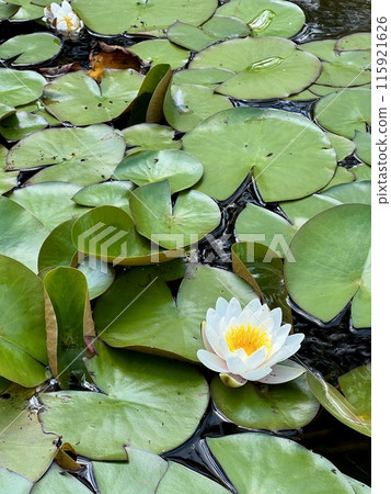White water lily on the surface of the pond on the water surface in the garden. Floral background 115921626