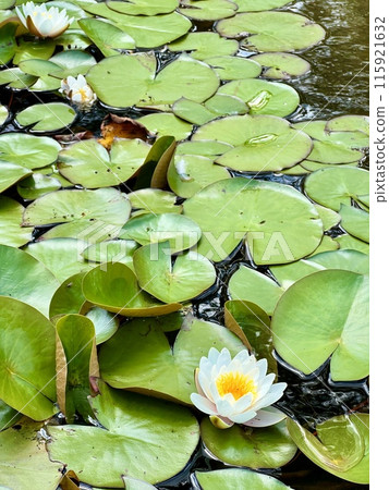 White water lily on the surface of the pond on the water surface in the garden. Floral background White water lily on the surface of the pond on the water surface in the garden. Floral background 115921632
