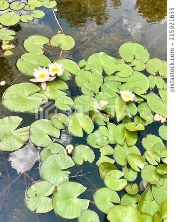 White water lily on the surface of the pond on the water surface in the garden. Floral background 115921635
