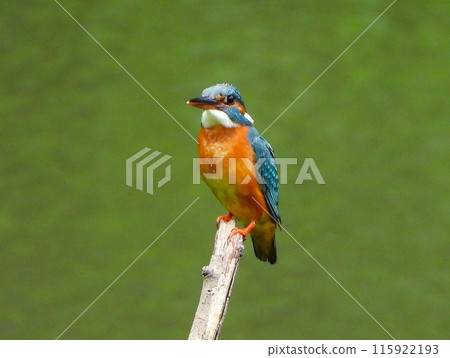 翠鳥 2 棲息在伸出池塘的一根棍子上 翠鳥 2 棲息在伸出池塘的一根棍子上 115922193