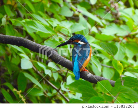 翠鳥棲息在平常的樹枝上 5 翠鳥棲息在平常的樹枝上 5 115922205