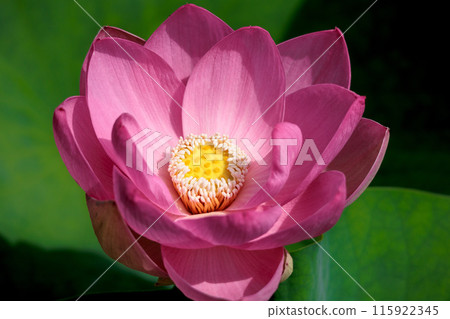 Pure lotus flowers that color the early morning of early summer Pure lotus flowers that color the early morning of early summer 115922345