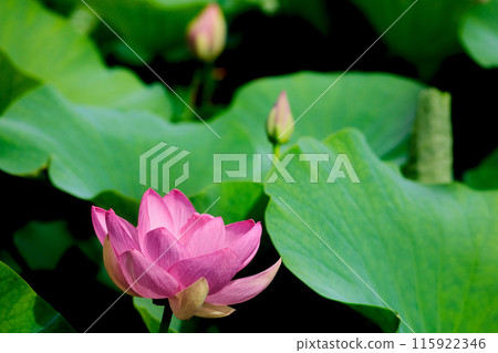 Pure lotus flowers that color the early morning of early summer Pure lotus flowers that color the early morning of early summer 115922346