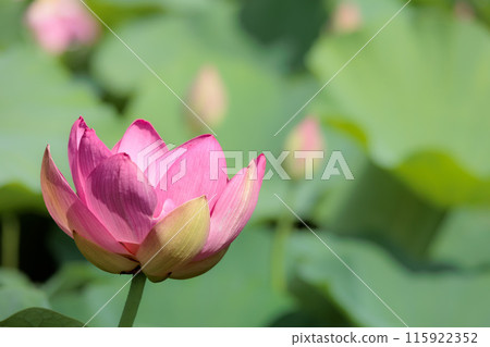 Pure lotus flowers that color the early morning of early summer 115922352