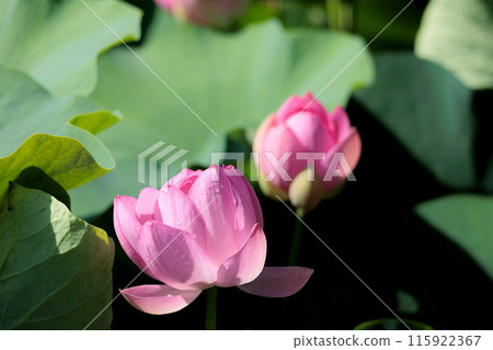 Pure lotus flowers that color the early morning of early summer 115922367