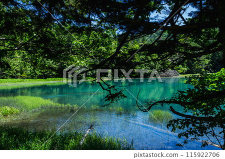 夏天Onnato 夏天Onnato 115922706