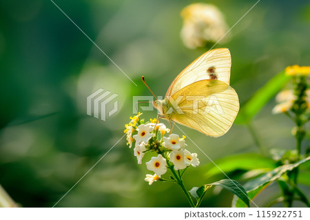 Beautiful Yellow butterfly rests among the foliage of a garden 115922751