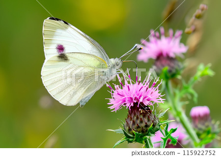 Beautiful White butterfly rests among the foliage of a garden 115922752