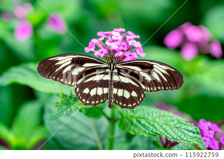 Beautiful Zebra Longwing butterfly rests among the foliage of a garden Beautiful Zebra Longwing butterfly rests among the foliage of a garden 115922759