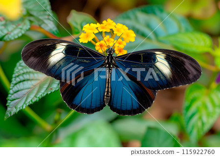 Beautiful Blue Doris Longwing butterfly rests among the foliage of a garden Beautiful Blue Doris Longwing butterfly rests among the foliage of a garden 115922760