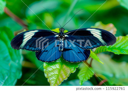 Beautiful Blue Doris Longwing butterfly rests among the foliage of a garden 115922761