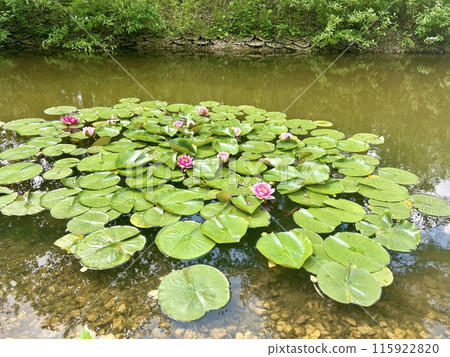 Pink water lily in a small pond in a park in summer with green foliage. Nature background 115922820