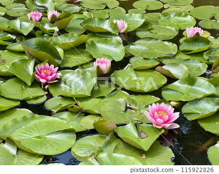 Pink water lily in a small pond in a park in summer with green foliage. Nature background 115922826