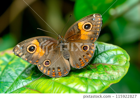 Beautiful Wood Brown Eye butterfly rests among the foliage of a garden 115922827