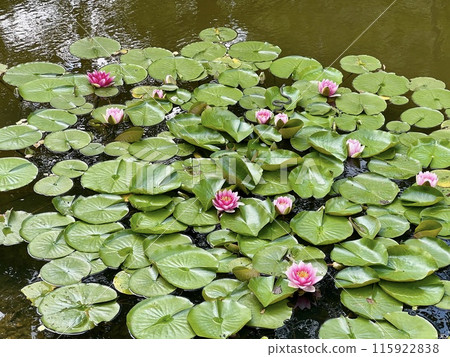 Pink water lily in a small pond in a park in summer with green foliage. Nature background Pink water lily in a small pond in a park in summer with green foliage. Nature background 115922838