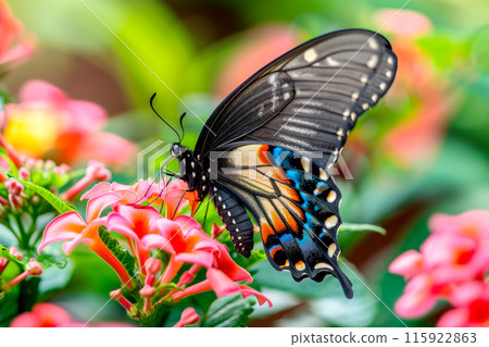 Beautiful Blue Morpho butterfly rests among the foliage of a garden 115922863
