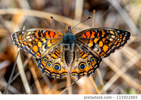 Beautiful black, yellow and orange butterfly rests among the foliage of a garden 115922865