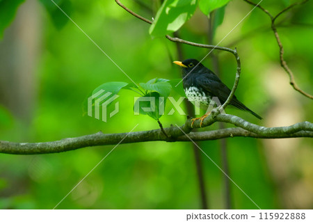 The black feathers and yellow beak of the Japanese black thrush are a popular bird of the forest and a bird of the highlands in early summer. 115922888