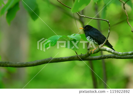 The black feathers and yellow beak of the Japanese black thrush are a popular bird of the forest and a bird of the highlands in early summer. 115922892