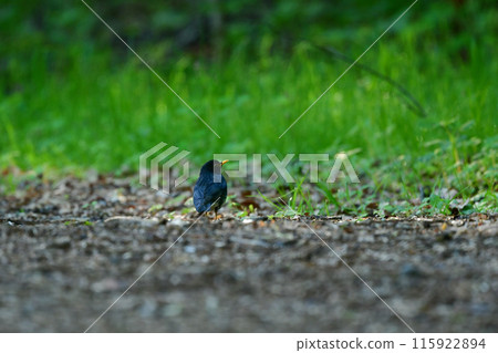 黑喉畫眉鳥是一種受歡迎的森林鳥類,也是初夏的高地鳥類,黑色的翅膀和黃色的喙形成美麗的對比。 黑喉畫眉鳥是一種受歡迎的森林鳥類,也是初夏的高地鳥類,黑色的翅膀和黃色的喙形成美麗的對比。 115922894
