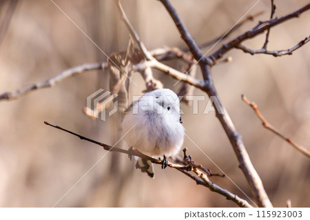 Hidaka Town, Hokkaido: The snow fairy, the long-tailed tit, tilts its head [December] 115923003