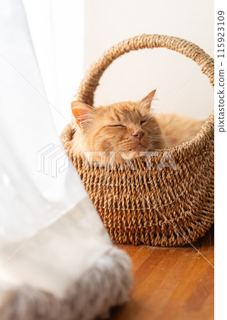 Sleeping cat, tea tabby cat 115923109