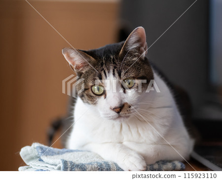 A cat staring at a pheasant cat 115923110