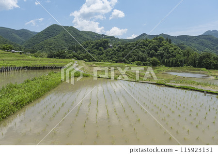 Terasaka Rice Terraces, one of the largest rice terraces in Saitama Prefecture Terasaka Rice Terraces, one of the largest rice terraces in Saitama Prefecture 115923131