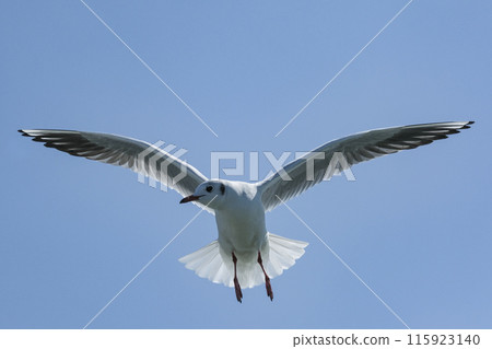 Seagull dancing in the sky 115923140