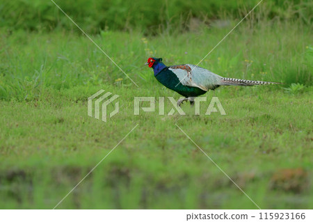 雉雞是日本的國鳥,有著美麗的綠色羽毛,在初夏的稻田裡隨處可見。 雉雞是日本的國鳥,有著美麗的綠色羽毛,在初夏的稻田裡隨處可見。 115923166