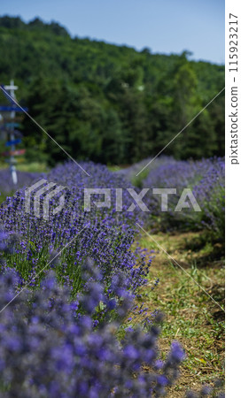 lavender field in a hot summer day 115923217