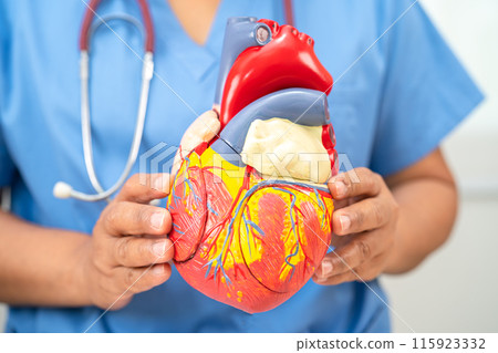 Cardiovascular disease CVD, Asian doctor holding human anatomy model for learn and treat heart disease. 115923332