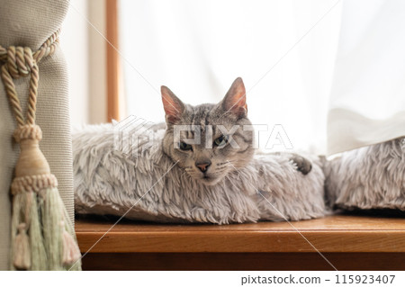 Sabatra cat relaxing by the window 115923407