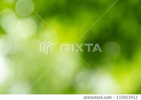 Green bokeh in the forest Green bokeh in the forest 115923412
