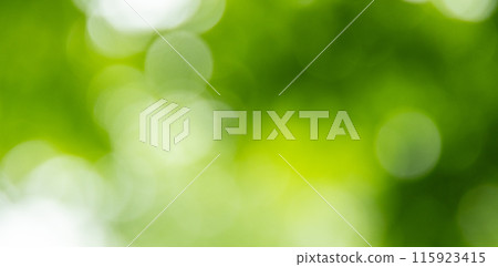 Green bokeh in the forest Green bokeh in the forest 115923415