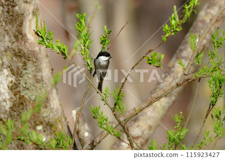 一種迷人而可愛的小鳥，可以在八岳和上高地的亞高山森林中找到。 115923427
