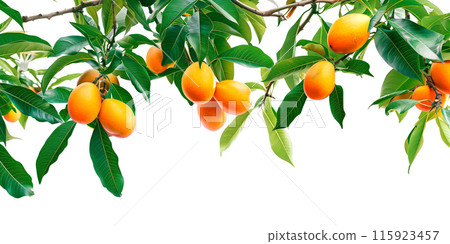 Close-up of ripe Mangoes on a tree branch. Vibrant citrus fruits and green leaves convey freshness and healthy living Close-up of ripe Mangoes on a tree branch. Vibrant citrus fruits and green leaves convey freshness and healthy living 115923457