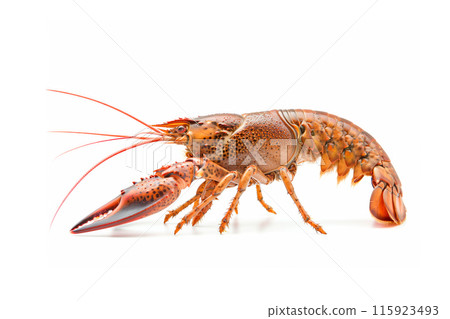 Red cooked crayfish or crab isolated on white background with clipping path 115923493