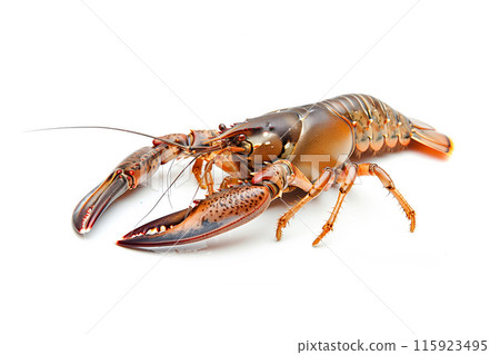 Red cooked lobster or crayfish isolated on white background with clipping path 115923495
