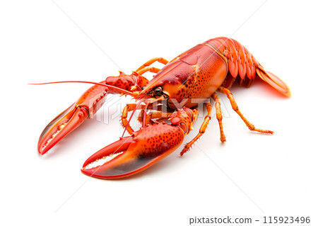 Red cooked crawfish or crayfish isolated on white background with clipping path Red cooked crawfish or crayfish isolated on white background with clipping path 115923496