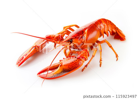 Red cooked crawfish or crayfish isolated on white background with clipping path Red cooked crawfish or crayfish isolated on white background with clipping path 115923497