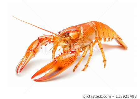 Red cooked lobster or crayfish isolated on white background with clipping path Red cooked lobster or crayfish isolated on white background with clipping path 115923498