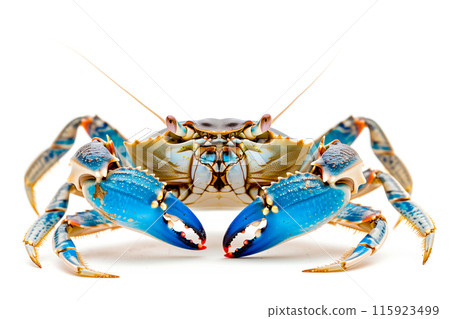 Blue Crab isolated on white background Blue Crab isolated on white background 115923499