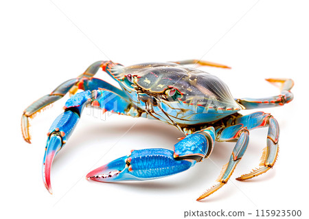 Blue Crab isolated on white background Blue Crab isolated on white background 115923500