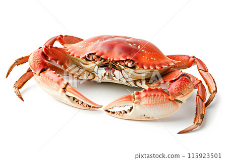 Dungeness Crab isolated on white background Dungeness Crab isolated on white background 115923501