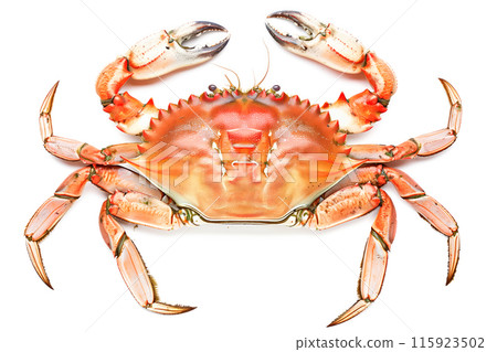 Dungeness Crab isolated on white background Dungeness Crab isolated on white background 115923502