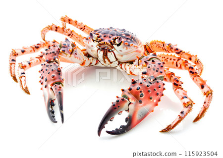 King Crab isolated on white background King Crab isolated on white background 115923504
